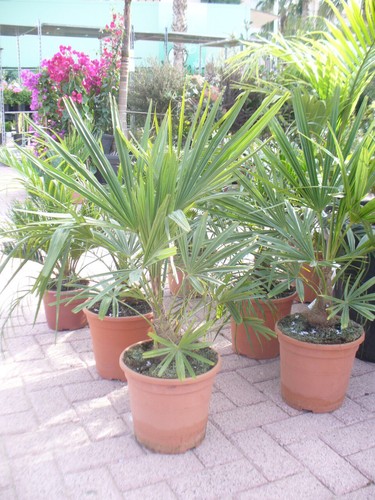 Trachycarpus fortunei palmier - trachycarpus,