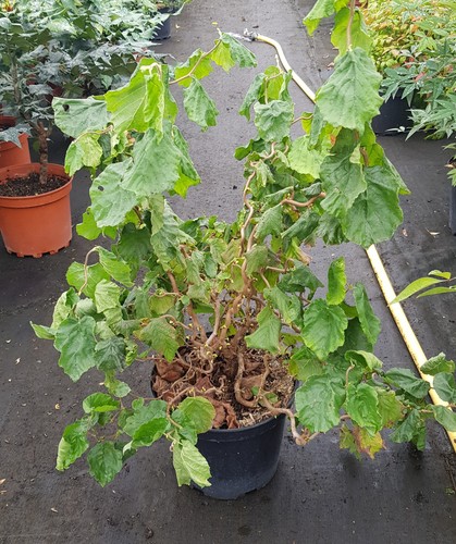 Corylus avellana medusa - corylus,