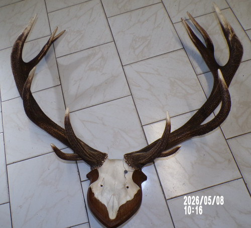 Massacre bois cerf - massacre, de