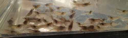 Crevettes neocaridina davidii
