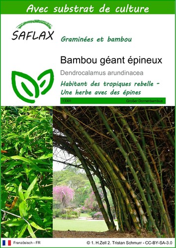 Saflax bambou géant - saflax,
