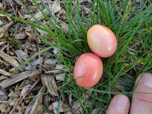Collection graines tomates - collection,