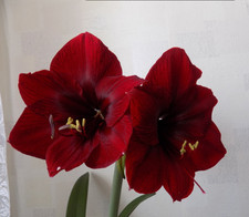 Amaryllis (Hippeastrum) - 'Benfica'. Gros bulbe.