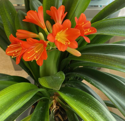 Orange clivia miniata plant - miniata,