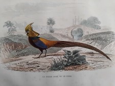 OISEAUX FAISAN DORE DE CHINE