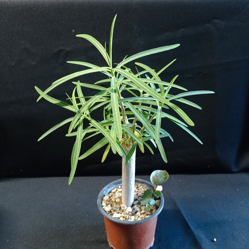 Euphorbia antso bonsaï - euphorbia,