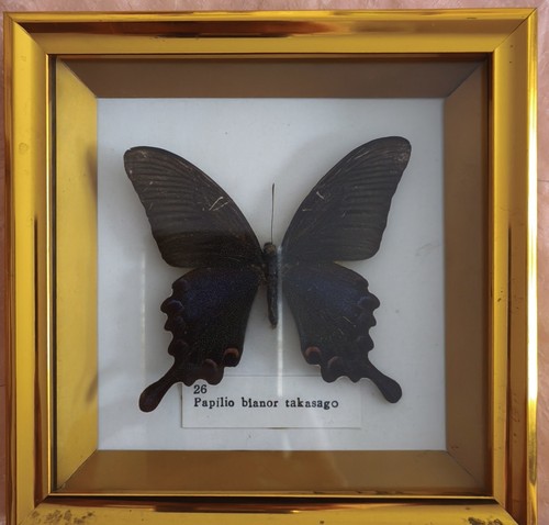 Papillon naturalisé 9x9 - , cm