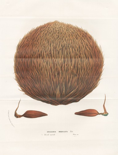Araucaria imbricata - imbricata,