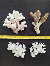 Lot de 4 Coraux, Collection