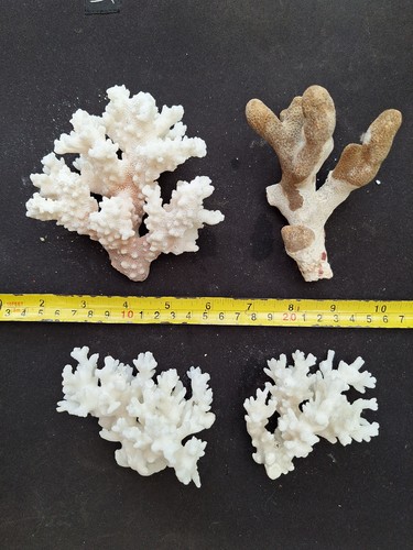 Lot coraux collection - de,