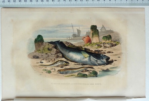 Gravure edouard travies beyer - gravure,