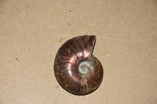 ammonite Aioloceras besairiei