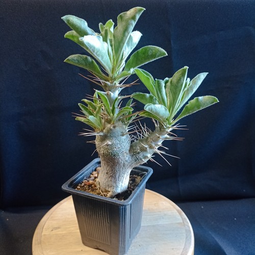 Pachypodium saundersii - pachypodium,