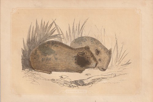 Cochon inde - cochon, (cavia