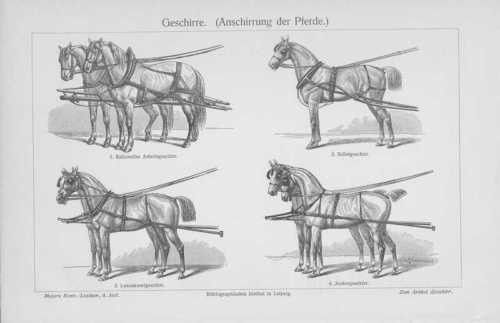 Harnais pour chevaux - pour,