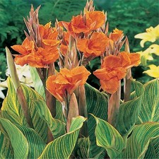 Canna Fleurs Tubercule Pots