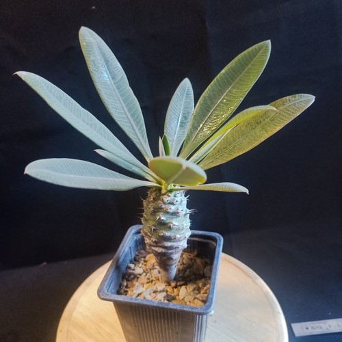 Euphorbia pachypodioides - euphorbia,