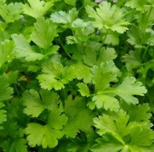 4000 Italian Giant Parsley Seeds, Heirloom, Flat-Leaf Parsley (4,000 Seeds)