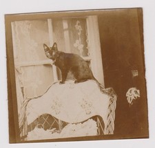 photo ancienne 🎞️ chat