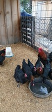 12+ Purebred French Black