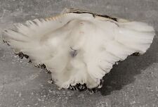 Large antique grey white seaside decorative bowl shell length 20cm