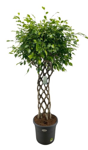Ficus benjamina tressé 180 - ficus,