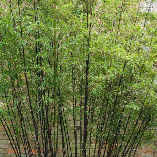 Phyllostachys nigra bambou - phyllostachys,