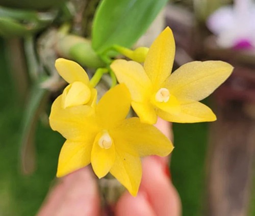 Sophronitis cernua amarela