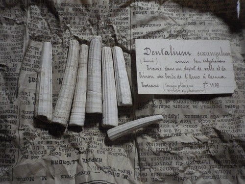 Fossile dentalium sexangulum - dentalium,