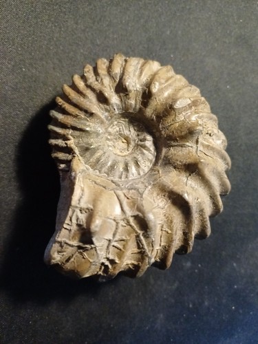 Ammonite hoplites dentatus - ammonite,