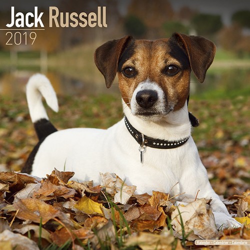 Calendrier 2019 jack russel - calendrier,