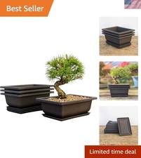 Classic 3-Pack 6-Inch Bonsai