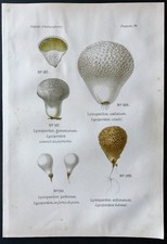 1891 - Planche couleur