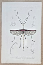 Color Engraving Insect Neuroptera: Phasm Stick. 1861