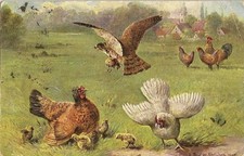 FANCY POSTCARD CHICKENS ROOSTER THE EAGLE CHICK HUNTER