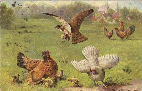Carte postale fantaisie poules - carte,