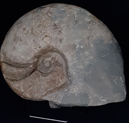 Fossile nautile nautilus - nautile,