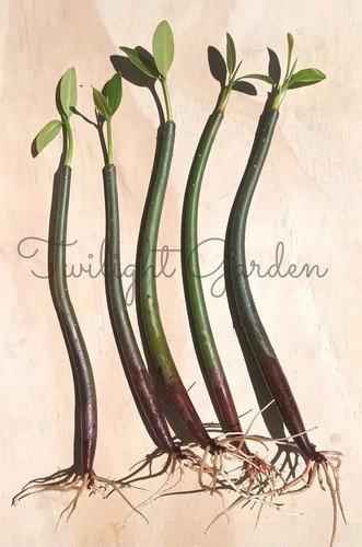 Mangroves live plant - 5,