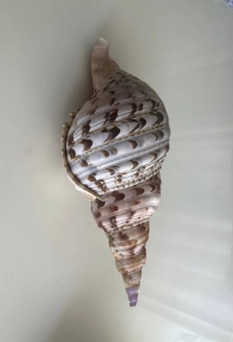 Coquillage conque tulipe - coquillage,