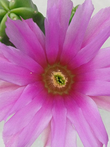 Echinocereus vierecki - echinocereus,