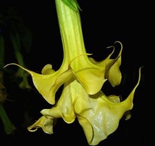 BRUGMANSIA FULL LEMON MAGIC
