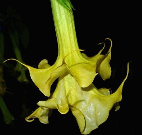 Brugmansia full lemon - brugmansia,