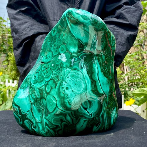 66lb large natural glossy - large,