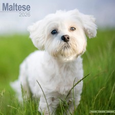 Calendrier 2026 - BICHON