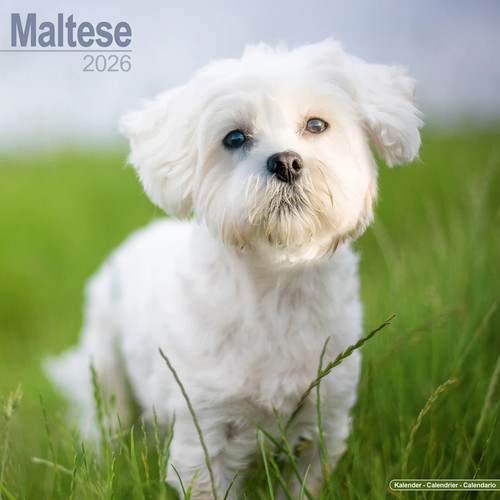 Calendrier 2026 bichon - calendrier,