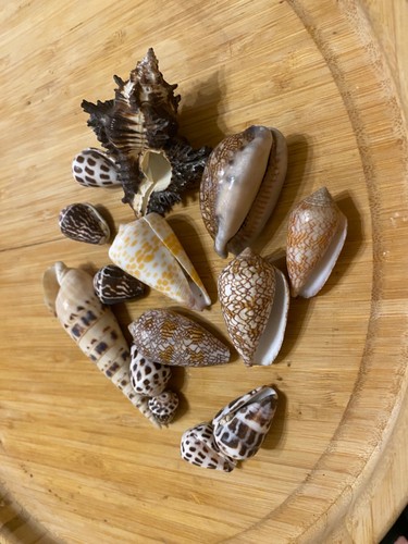 Lot coquillages divers - lot,