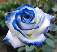 10x graines Rosier BLEU et BLANC - BLEU & WHITE Rose rosebush seeds