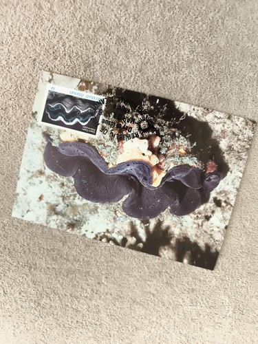 Carte maximum coquillage