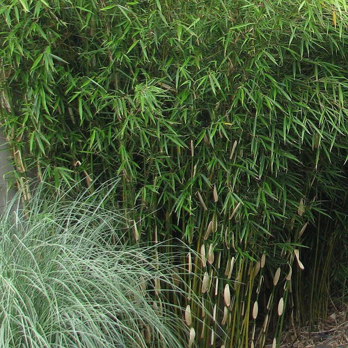 Fargesia robusta pingwu - fargesia, 'pingwu'