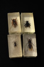 Insectes En Résine 